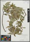 Foto von Salix alba L. x Salix fragilis L.